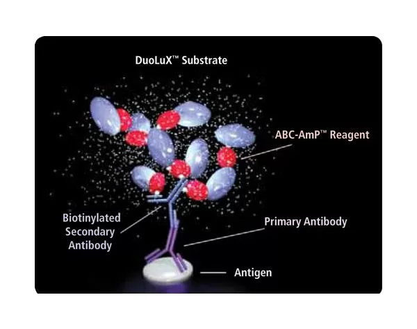 VECTASTAIN® ABC-AmP Reagent (Standard)