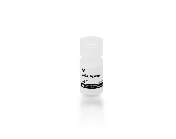 al 1023 5 wheat germ agglutinin wga agarose 1 jpg