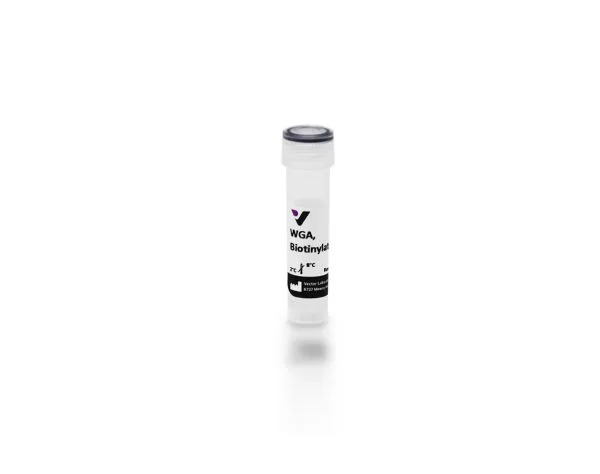 Wheat Germ Agglutinin (WGA), Biotinylated