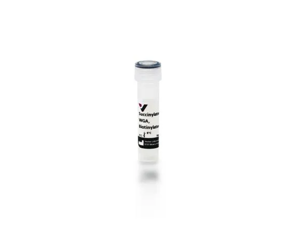 Succinylated Wheat Germ Agglutinin (WGA), Biotinylated