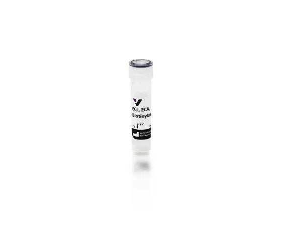 b 1145 5 erythrina cristagalli ecl eca biotinylated