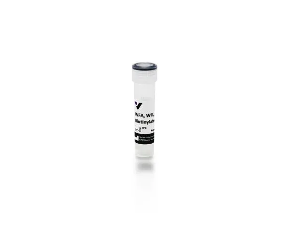 b 1355 2 wisteria floribunda lectin wfa wfl biotinylated 1