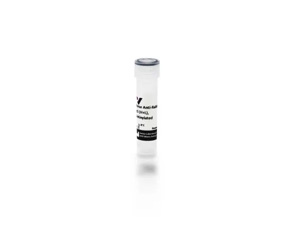 Horse Anti-Rabbit IgG Antibody (H+L), Biotinylated