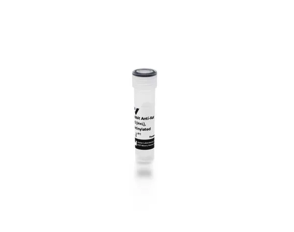 Rabbit Anti-Rat IgG Antibody (H+L), Biotinylated