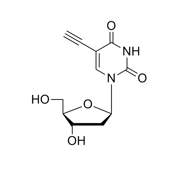 EdU (5-Ethynyl-2′-deoxyuridine) | Vector Labs