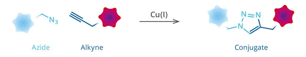 Click-&-Go® Protein Reaction Buffer Kit | Vector Labs