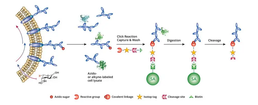 Click-&-Go® IsoTaG Kit for Intact Glycopeptides Profiling for alkyne-modified glycoproteins