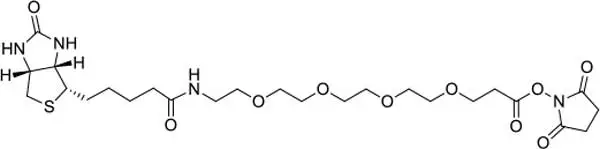 Biotin-PEG4-NHS Ester