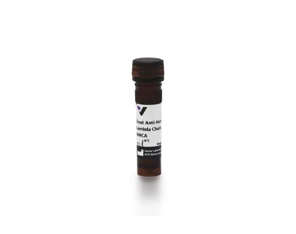 Goat Anti-Human Lambda Chain Antibody, AMCA