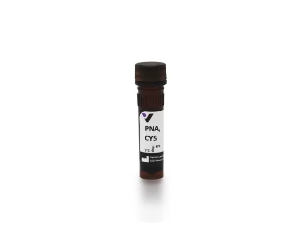 Peanut Agglutinin (PNA), CY5 4 cl 1075 1 peanut agglutinin pna cy5 jpg