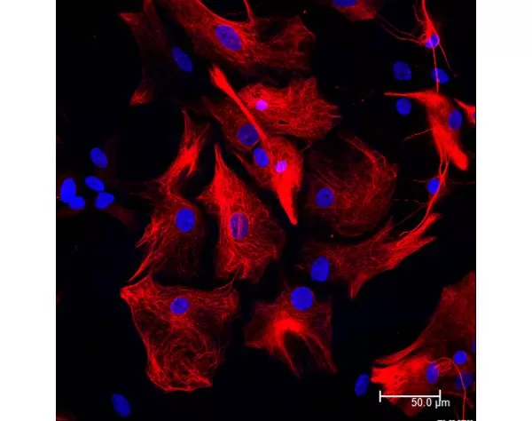Horse Anti-Rabbit IgG Antibody (H+L), DyLight 594