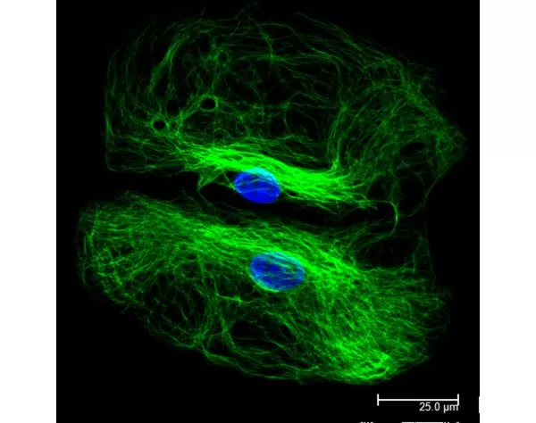 Goat Anti-Rabbit IgG Antibody (H+L), DyLight 488