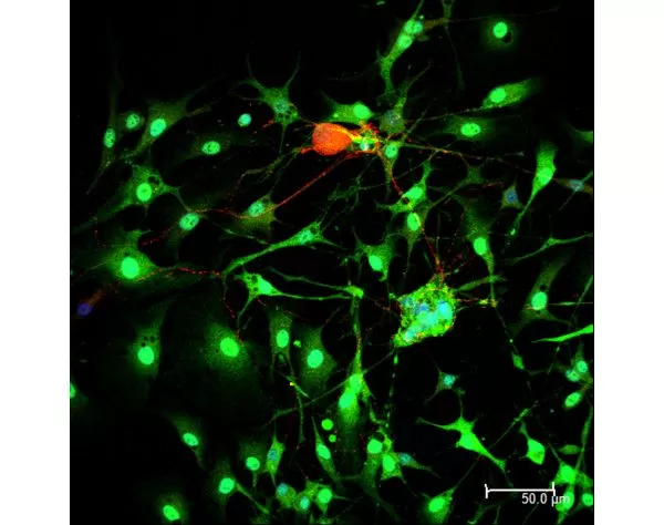 Horse Anti-Mouse IgG Antibody (H+L), DyLight 488