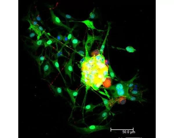 Horse Anti-Mouse IgG Antibody (H+L), DyLight 549