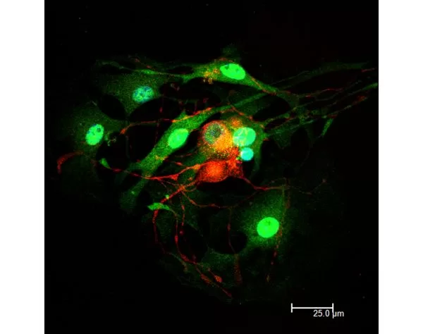 Horse Anti-Mouse IgG Antibody (H+L), DyLight 594