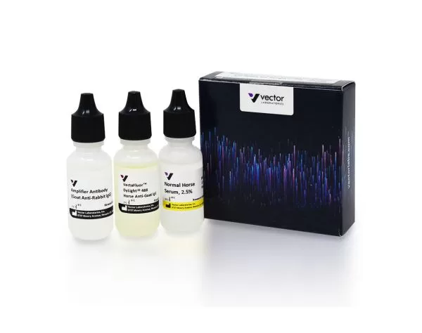 VectaFluor Excel Amplified Anti-Rabbit IgG, DyLight 488 Antibody