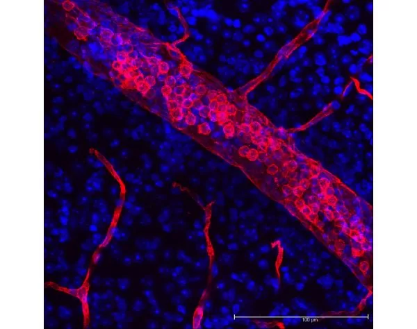 Lycopersicon Esculentum (Tomato) Lectin (LEL, TL), DyLight 594