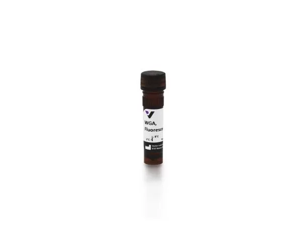 Wheat Germ Agglutinin (WGA), Fluorescein