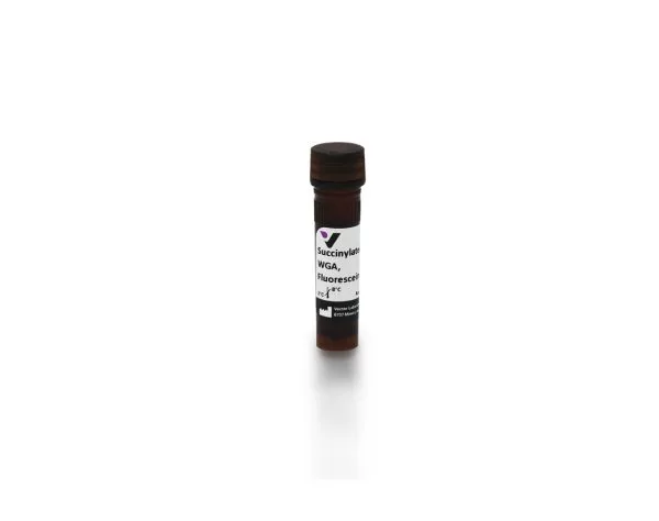 fl 1021s 5 succinylated wheat germ agglutinin wga fluorescein 1 jpg