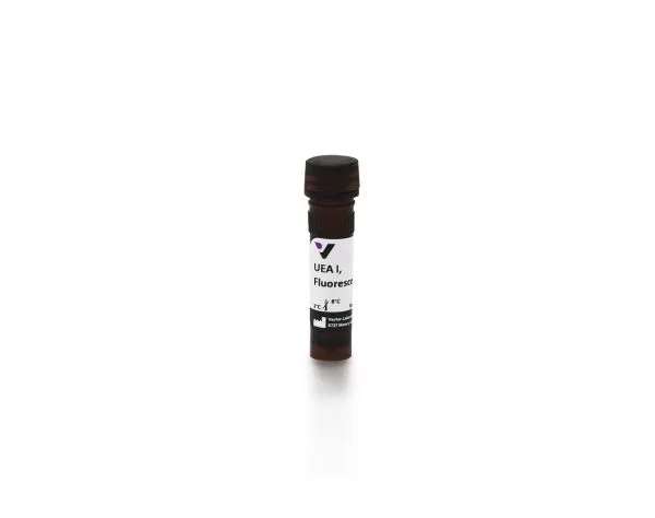 Ulex Europaeus Agglutinin I (UEA I), Fluorescein