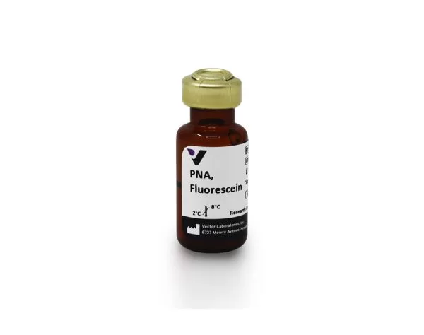 Peanut Agglutinin (PNA), Fluorescein 2 fl 1071 10 peanut agglutinin pna fluorescein 1 jpg