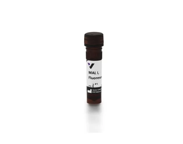 Maackia Amurensis Lectin I (MAL I), Fluorescein