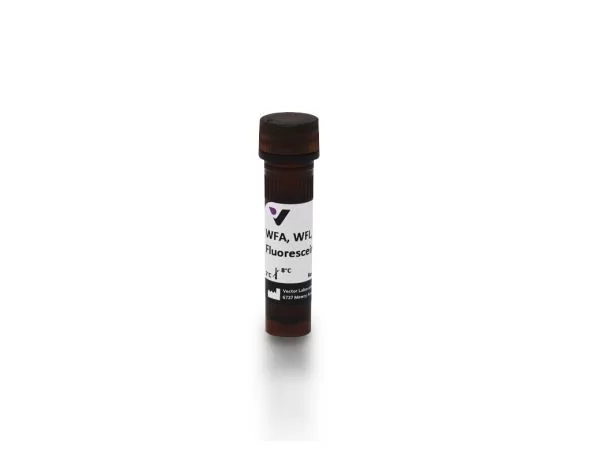 fl 1351 2 wisteria floribunda lectin wfa wfl fluorescein 3 jpg