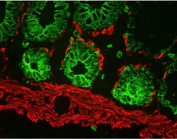 M.O.M. (Mouse On Mouse) Immunodetection Kit, Fluorescein | Vector Labs