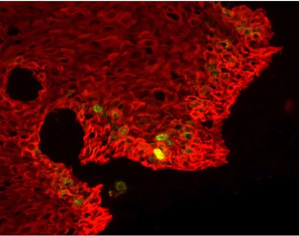 M.O.M. (Mouse On Mouse) Immunodetection Kit, Fluorescein | Vector Labs