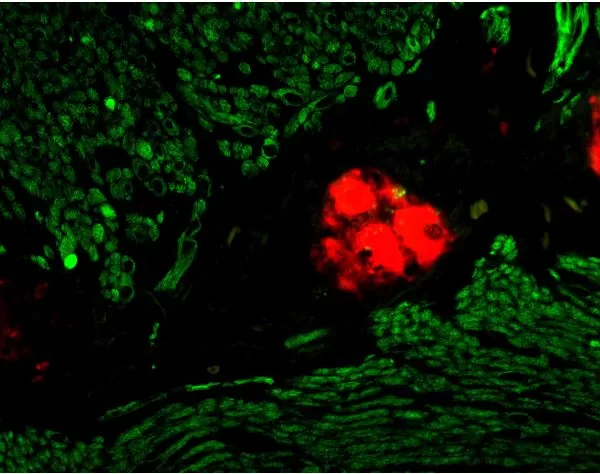 mother ページ M.O.M. (Mouse On Mouse) Immunodetection Kit, Fluorescein | Vector Labs