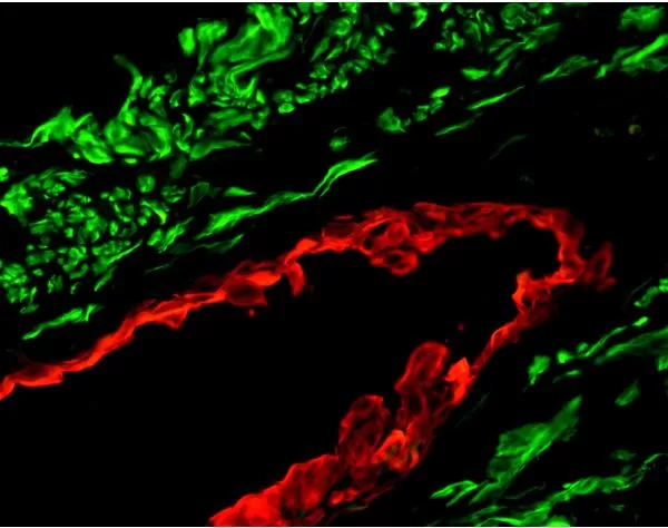 M.O.M. (Mouse On Mouse) Immunodetection Kit, Fluorescein | Vector Labs