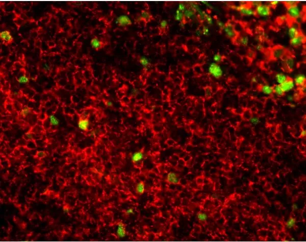 M.O.M. (Mouse On Mouse) Immunodetection Kit, Fluorescein | Vector Labs