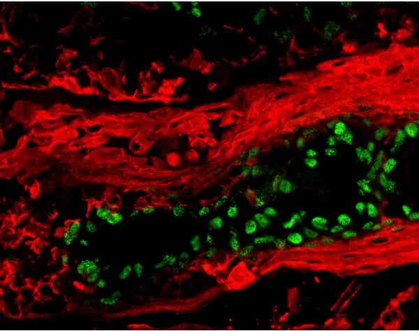 M.O.M. (Mouse On Mouse) Immunodetection Kit, Fluorescein | Vector Labs