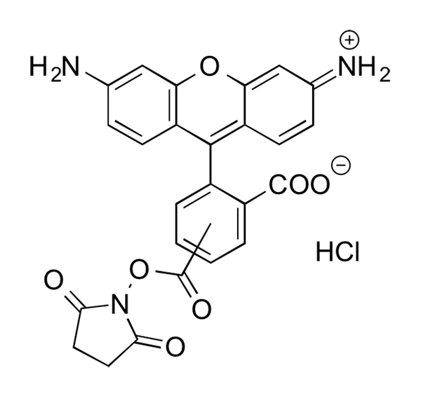 5-Carboxyrhodamine 110 NHS Ester