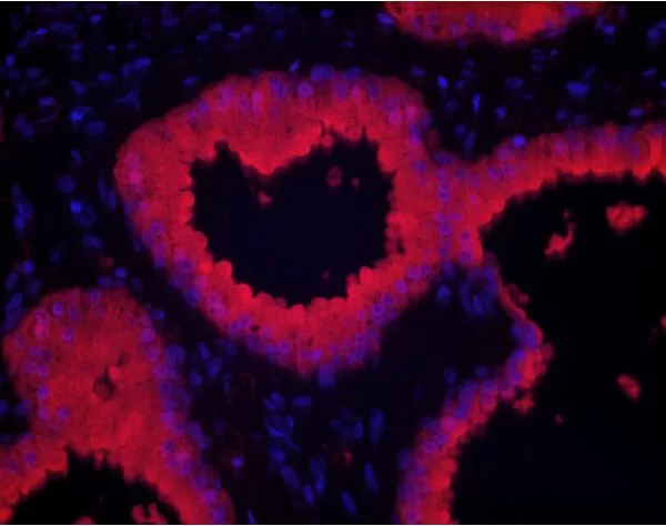 VECTASHIELD HardSet Antifade Mounting Medium With DAPI | Vector Labs