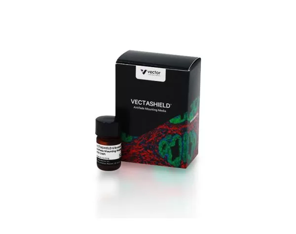 VECTASHIELD Vibrance® Antifade Mounting Medium With DAPI | Vector Labs