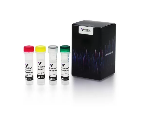 3' EndTagâ„¢ DNA End Labeling System 2 mb 9002 3endtag dna end labeling jpg