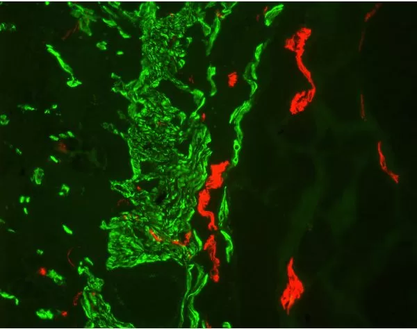 M.O.M. (Mouse On Mouse) Blocking Reagent | Vector Labs