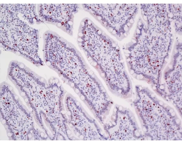 ImmPRESS-VR Horse Anti-Rabbit IgG Polymer Detection Kit, Peroxidase, Veterinary Reagent