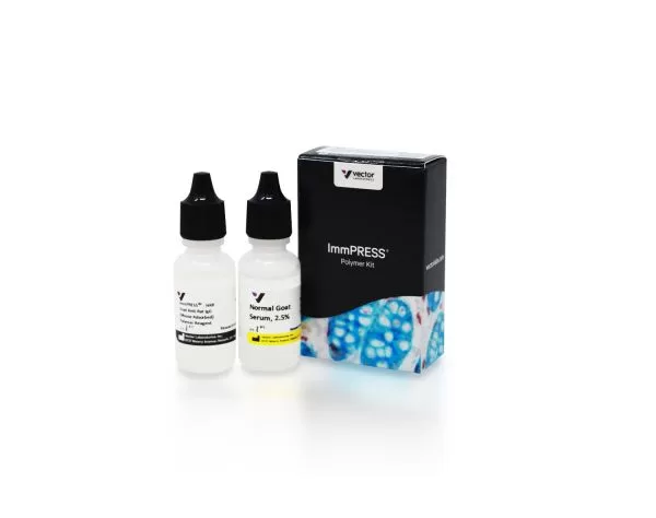 ImmPRESS HRP Goat Anti-Rat IgG, Mouse Adsorbed Polymer Detection