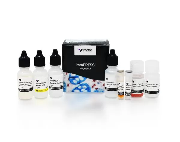 ImmPRESS Duet Double Staining HRP/AP Polymer Kit (Anti-Mouse IgG-brown, Anti-Rabbit IgG-magenta) 11 mp 7724 immpress duet double staining polymer anti mouse anti rabbit jpg