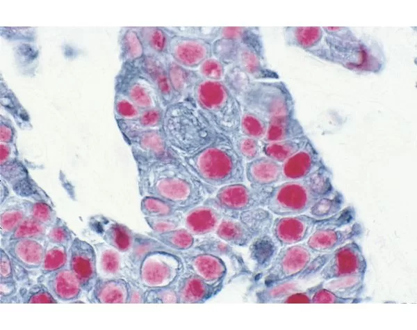 VECTASTAIN® Elite ABC-HRP Kit, Peroxidase (Standard) | Vector Labs