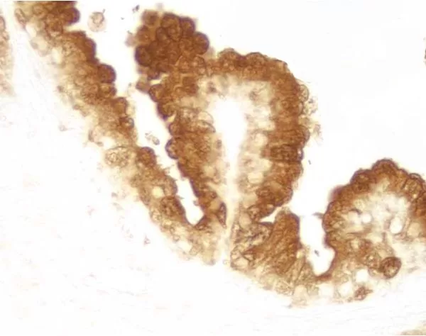 VECTASTAIN® Elite ABC-HRP Kit, Peroxidase (Standard) | Vector Labs