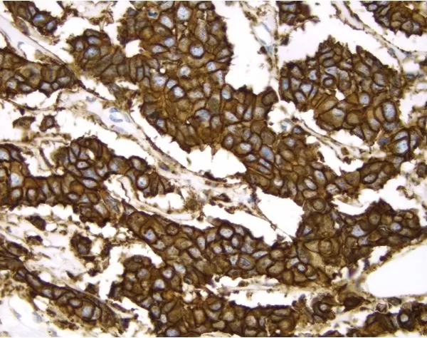 VECTASTAIN® Elite ABC-HRP Kit, Peroxidase (Mouse IgG