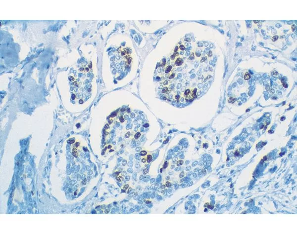 VECTASTAIN Universal Quick HRP Kit, Peroxidase, R.T.U.