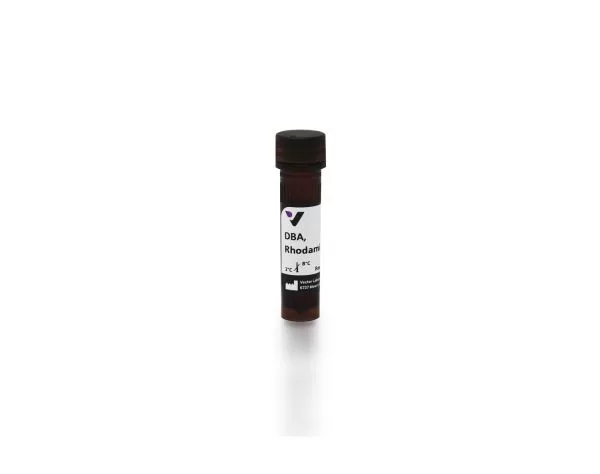 Dolichos Biflorus Agglutinin (DBA), Rhodamine