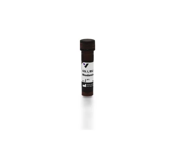 Griffonia (Bandeiraea) Simplicifolia Lectin I (GSL I, BSL I), Rhodamine