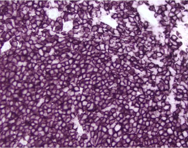 ImmPACT® VIP Substrate, Peroxidase (HRP) | Vector Labs