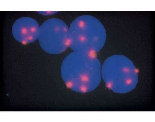 Vector Red Substrate Kit, Alkaline Phosphatase (AP) 18 ph17 9 jpg
