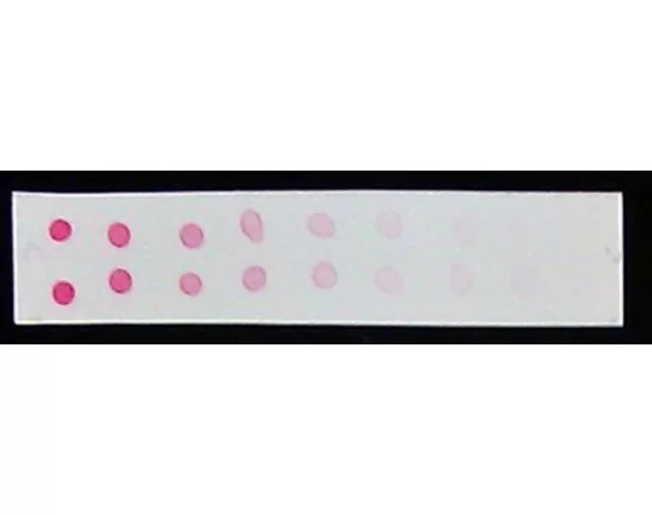 ImmPACT Vector Red Substrate, Alkaline Phosphatase (AP) | Vector Labs